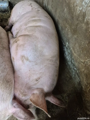 Vând porci pietrean  - imagine 2