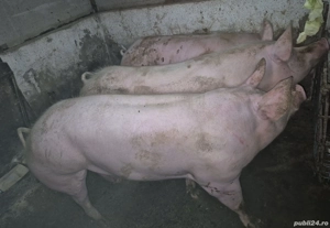 Vând porci pietrean 