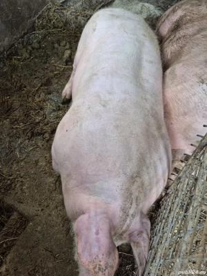 Vând porci pietrean  - imagine 4