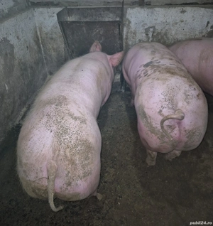 Vând porci pietrean  - imagine 3