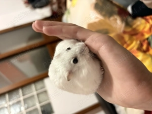 Donez hamster doar unu la alegere  - imagine 2