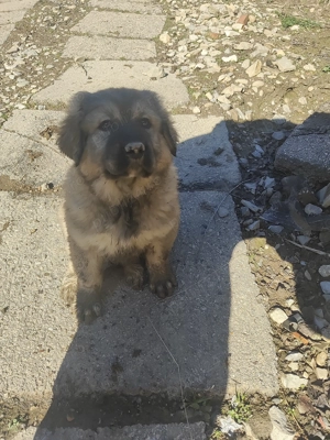 Se vinde catelusa  din rasa ciobanesc caucazian  - imagine 2