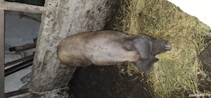 vand porc de carne  - imagine 2