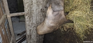 vand porc de carne  - imagine 3