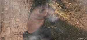 vand porc de carne  - imagine 2