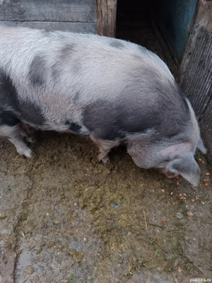 porc mare de sarificat