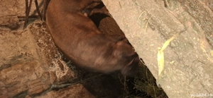 vand porc de carne  - imagine 5