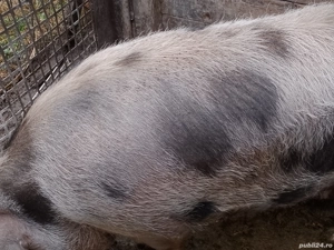 porc mare de sarificat - imagine 2