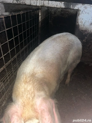 Porci sănătoși de vânzare   200 250 kg, hrăniți natural - imagine 3