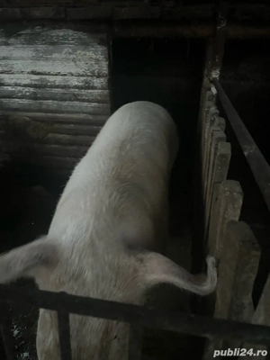 Porci sănătoși de vânzare   200 250 kg, hrăniți natural - imagine 2