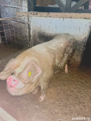 Porci sănătoși de vânzare   200 250 kg, hrăniți natural - imagine 5
