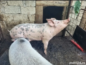 vand porc  - imagine 3