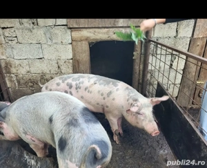 vand porc  - imagine 2