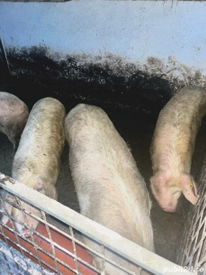 Porci sănătoși de vânzare   200 250 kg, hrăniți natural - imagine 4