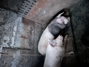 Porci de vanzare - imagine 2