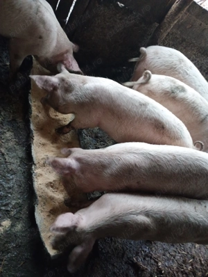 Vând porci  - imagine 2