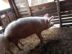 Vând porci  - imagine 3