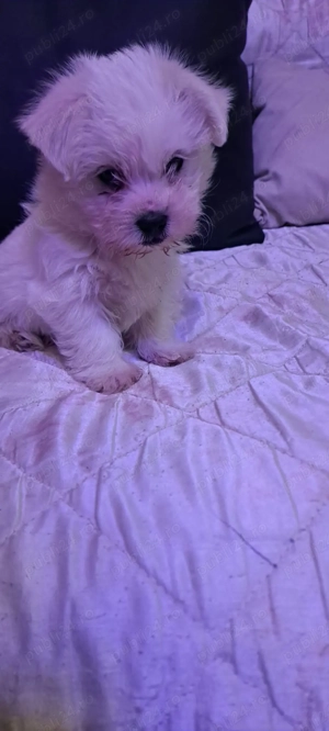 Bichon maltez cauta nou stăpân  - imagine 3