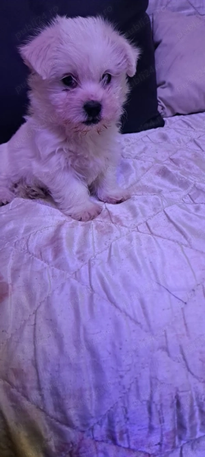 Bichon maltez cauta nou stăpân  - imagine 4