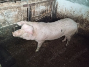 Porci de vânzare  - imagine 3