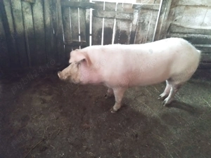 Porci de vânzare  - imagine 5