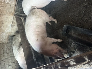 Redea Olt , 100kg -160 kg , detalii la nr .   - imagine 3