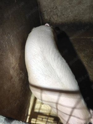 Porci de vânzare  - imagine 3