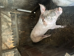 Redea Olt , 100kg -160 kg , detalii la nr .  