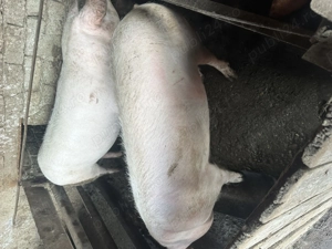 Redea Olt , 100kg -160 kg , detalii la nr .   - imagine 2