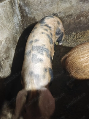 Porci de vânzare  - imagine 3