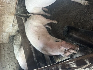 Redea Olt , 100kg -160 kg , detalii la nr .   - imagine 5