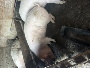 Redea Olt , 100kg -160 kg , detalii la nr .   - imagine 4