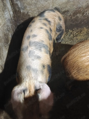 Porci de vânzare  - imagine 2