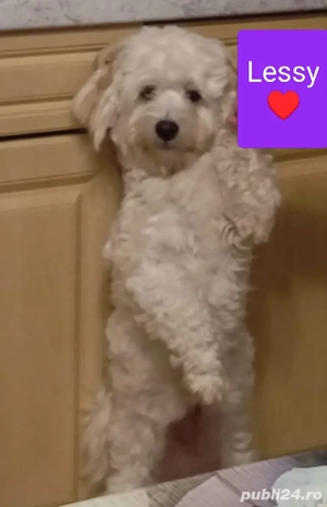 Mă numesc Lessy și caut o fanilie iubitoare 