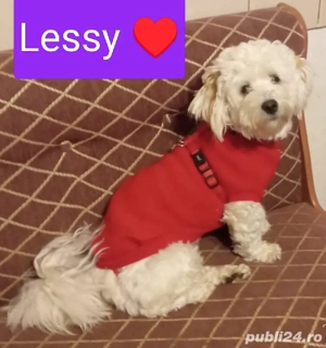 Mă numesc Lessy și caut o fanilie iubitoare  - imagine 2
