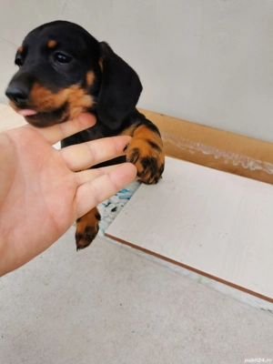 Vânzare un cățeluș teckel - imagine 3