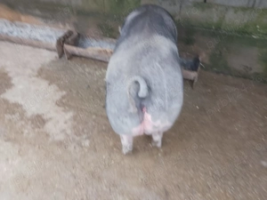 Vând scroafa (castrata) pentru sacrificare 