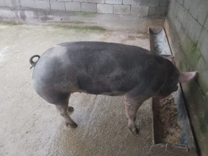 Vând scroafa (castrata) pentru sacrificare  - imagine 2