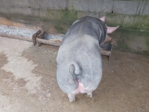 Vând scroafa (castrata) pentru sacrificare  - imagine 3