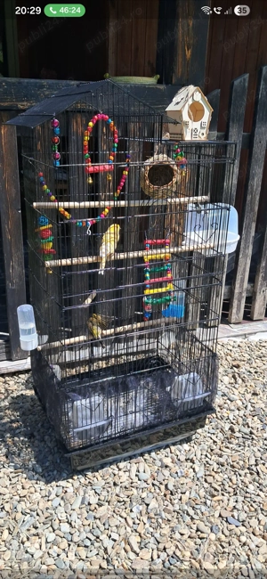 Pereche de Canari - imagine 3