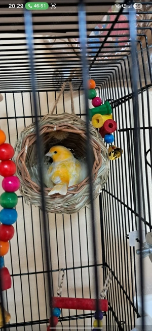 Pereche de Canari - imagine 2