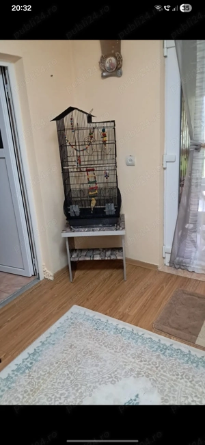 Pereche de Canari - imagine 5