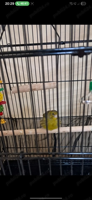 Pereche de Canari - imagine 6