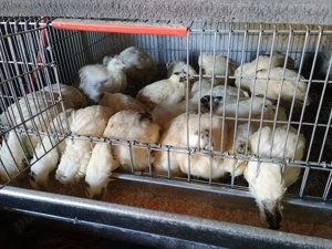 Prepelite polare xxl - imagine 3