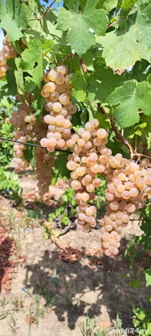 butasi de vita de vie de anul 3 