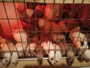 Prepelite polare xxl - imagine 2