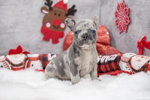 Bulldog Francez - blue merle cu ochii albastrii - posibilitate transport - buldog francez 