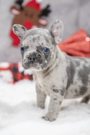 Bulldog Francez - blue cu ochii albastrii - posibilitate transport - buldog francez  - imagine 3