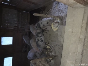 porci de vanzare