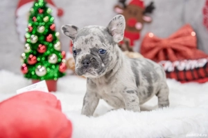 Bulldog Francez - blue cu ochii albastrii - posibilitate transport - buldog francez  - imagine 5